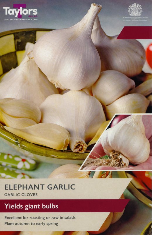AVEG15-Elephant-Garlic