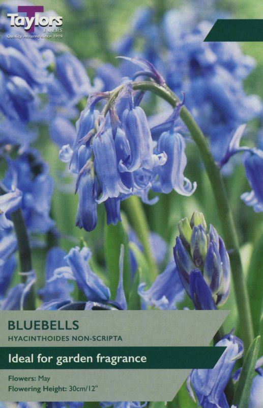 TP775 Bluebells