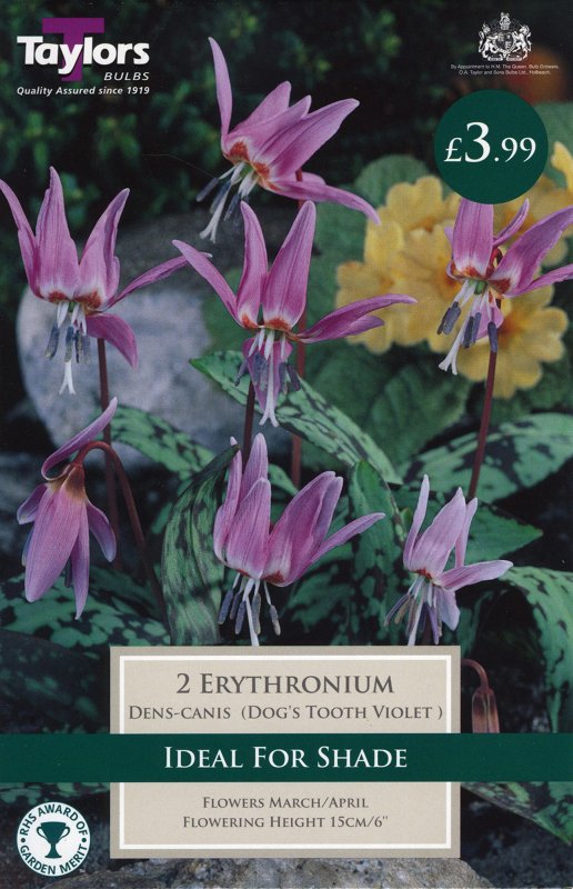 TP904 Erythronium Dens Canis
