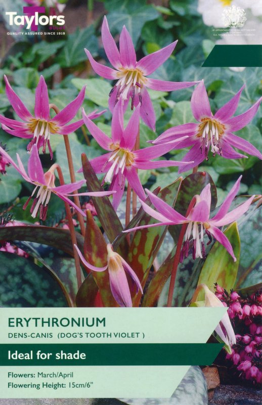 TP904-Erythronium-Dens-canis