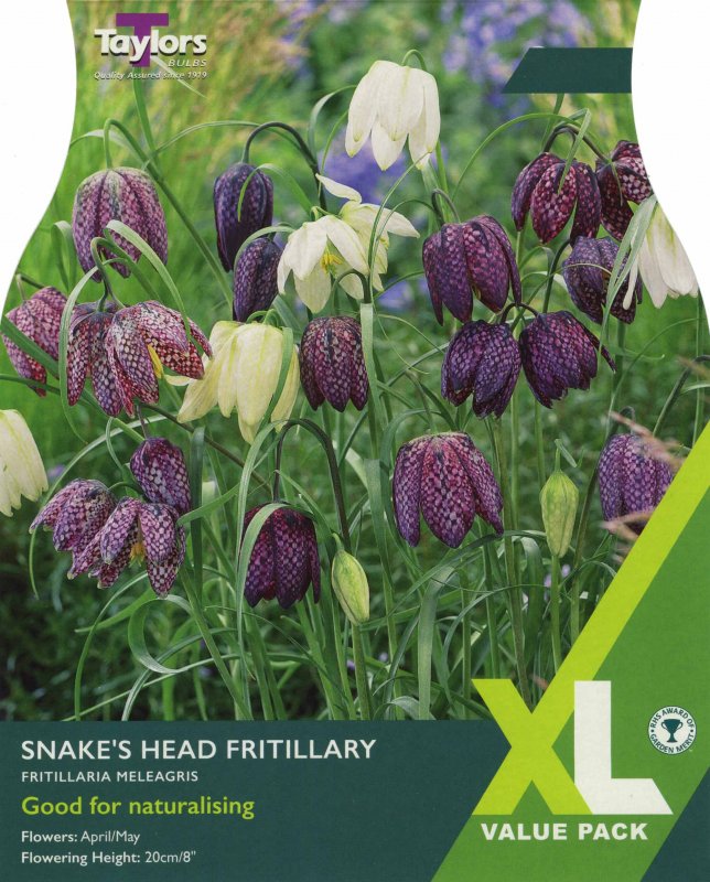 XL752 Fritillaria Meleagris