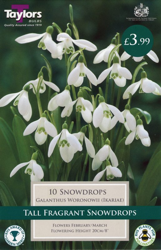 TP762 Galanthus Woronowii Ikariae