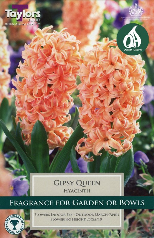 TP634 Gipsy Queen - Garden