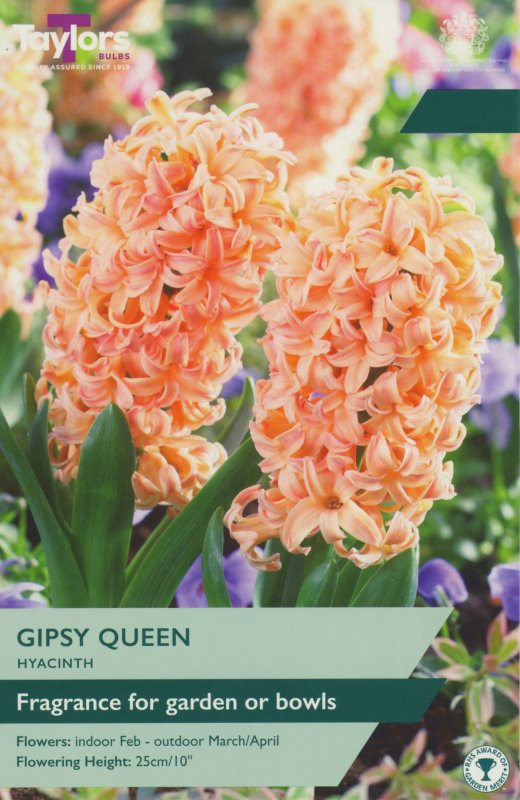 TP634-Gipsy-Queen-garden
