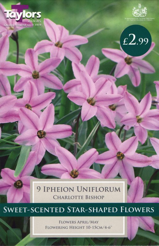TP2193 Ipheion Charlotte Bishop