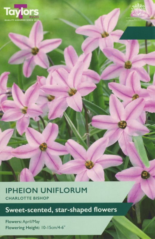 TP2193-Ipheion-Charlotte-Bishop