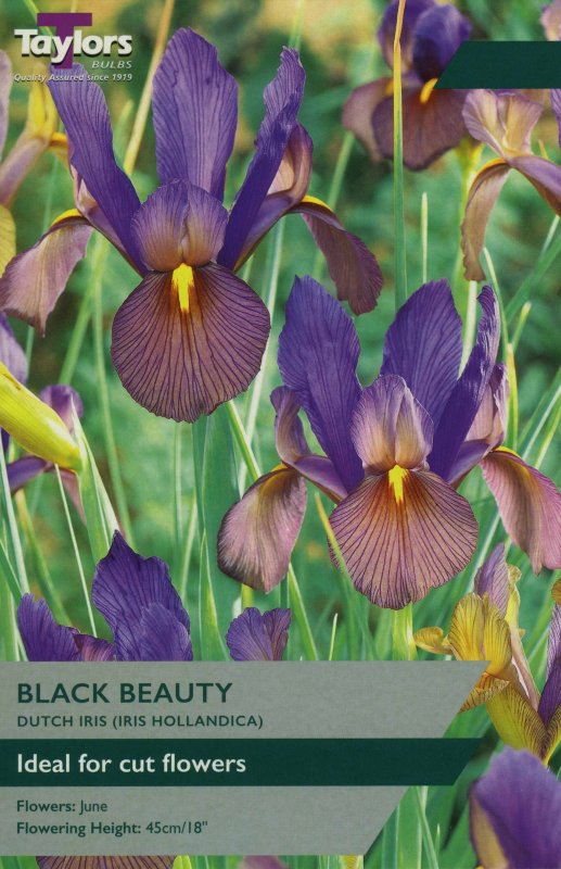 TP782a Iris Black Beauty.jpeg