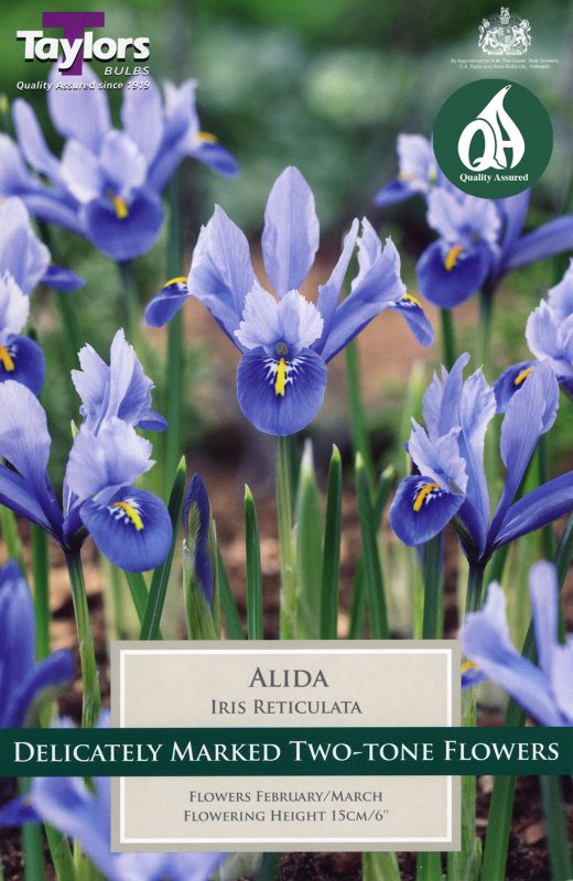 TP928 Iris Alida
