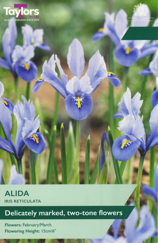 TP928-Iris-Alida