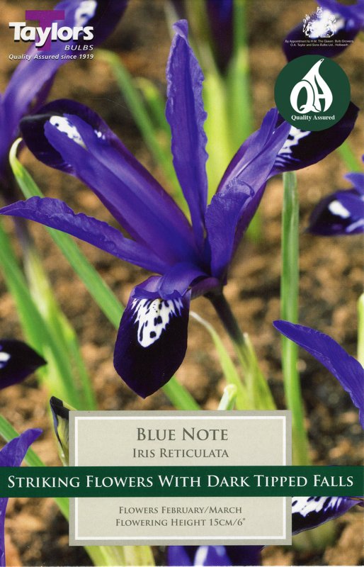 TP844 Iris Blue Note