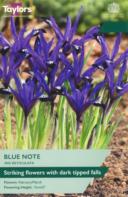TP844-Iris-Blue-Note