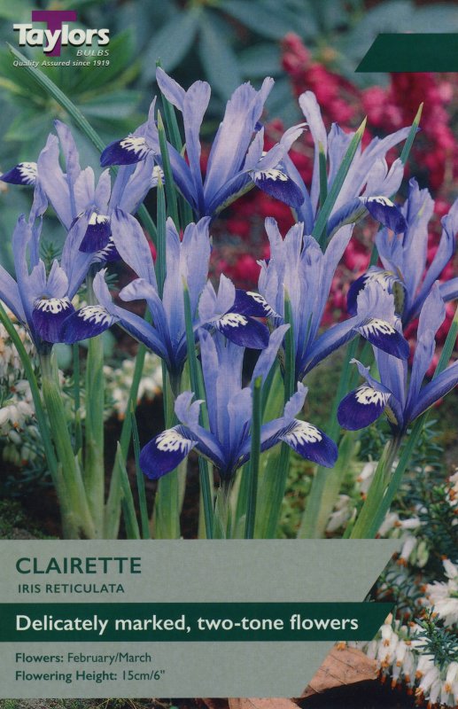 TP1048 Iris Clairette