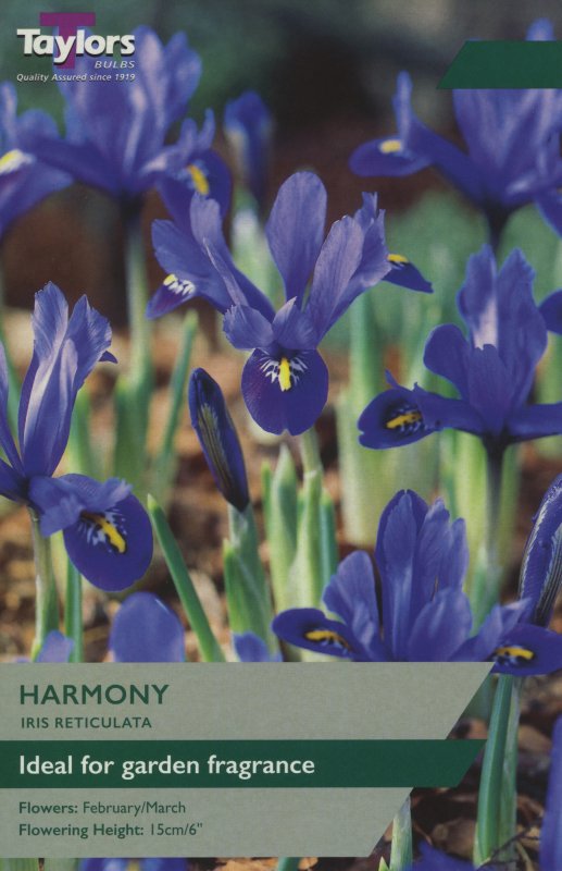 TP789 Iris Harmony