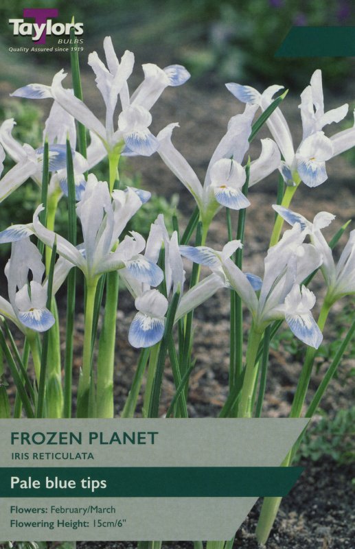 TP932 Iris Frozen Planet