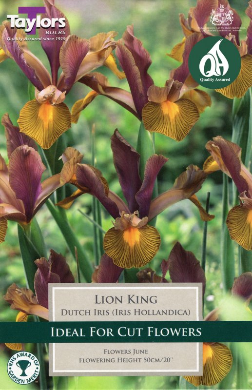 TP786 Iris Lion King