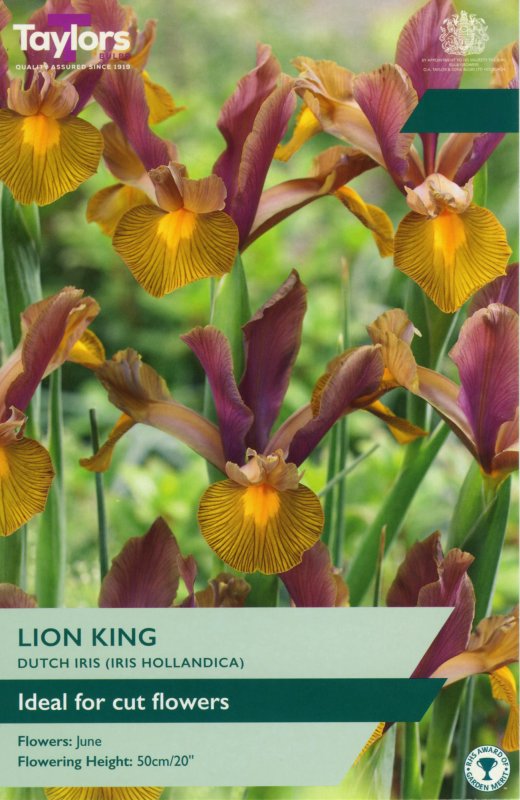 TP786-Iris-Lion-King