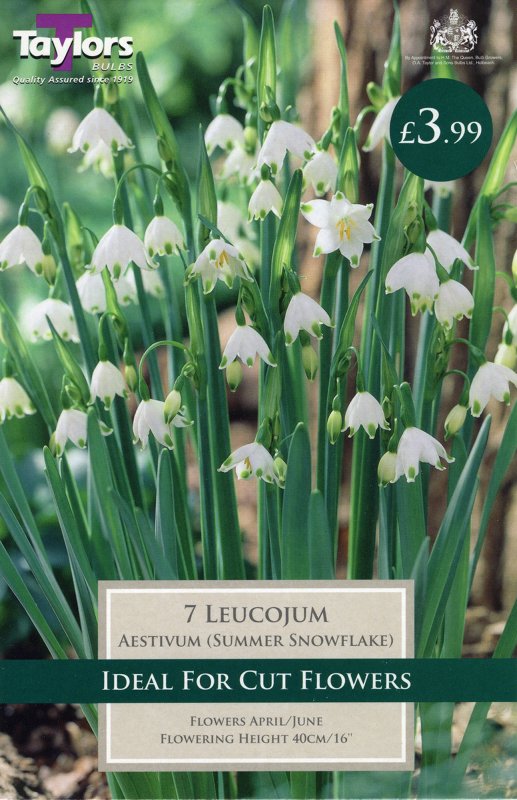 TP795 Leucojum Aestivum