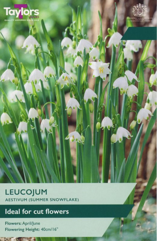 TP795-Leucojum-Aestivum