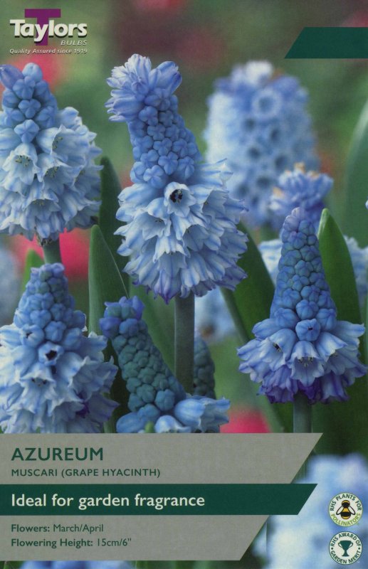 TP906 Muscari Azureum
