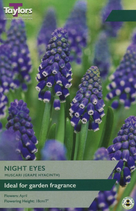 TP808 Muscari Night Eyes