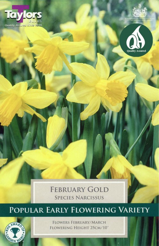 TP211 February Gold