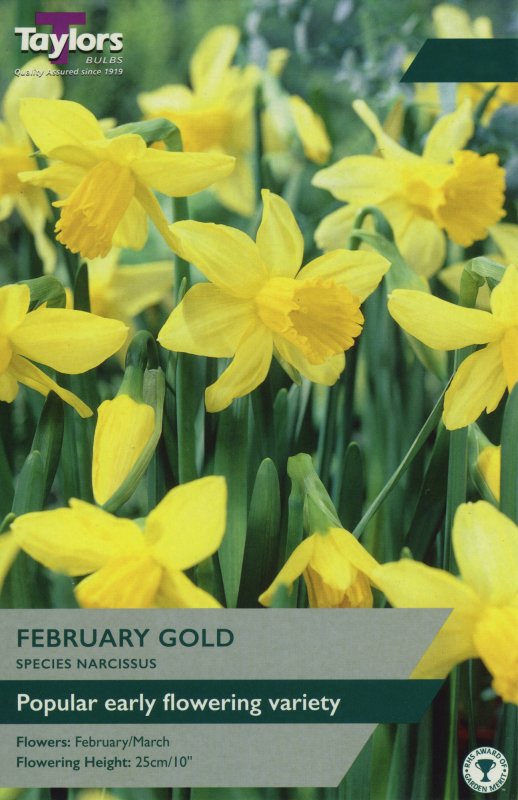TP211-February-Gold