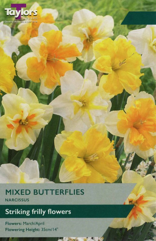 TP161 Mixed Butterflies