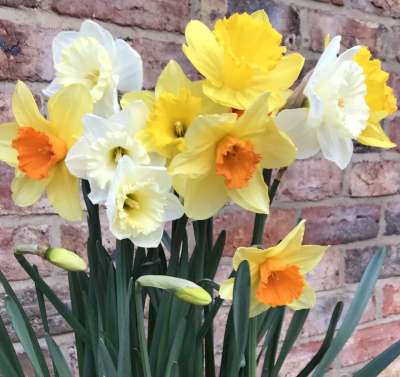 D5NA10 Mixed Daffs