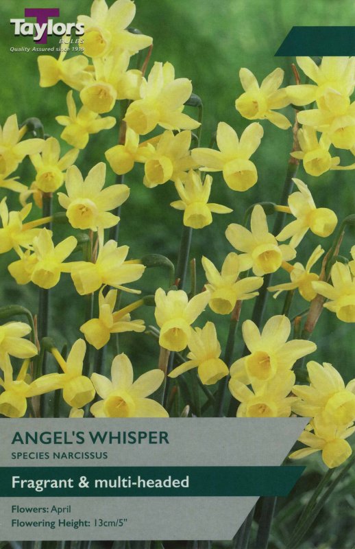TP202 Angels Whisper