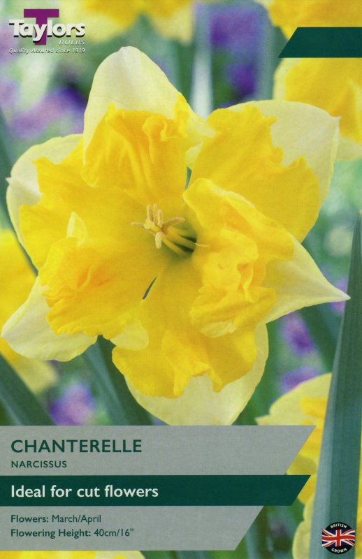 TP153 Chanterelle