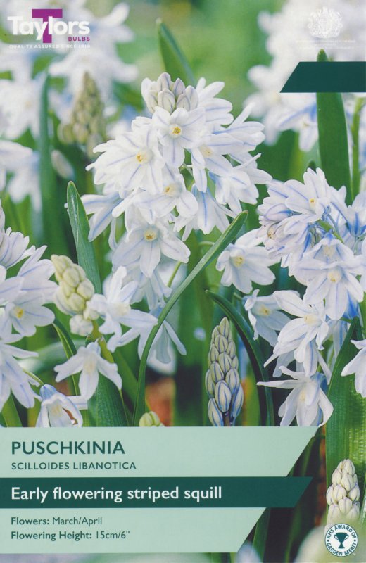 TP810-Puschkinia-Libanotica