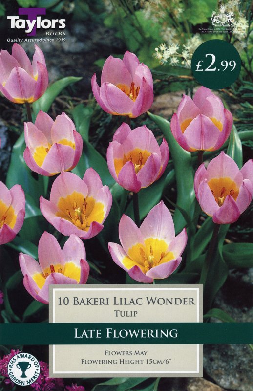 TP545 Bakeri Lilac Wonder