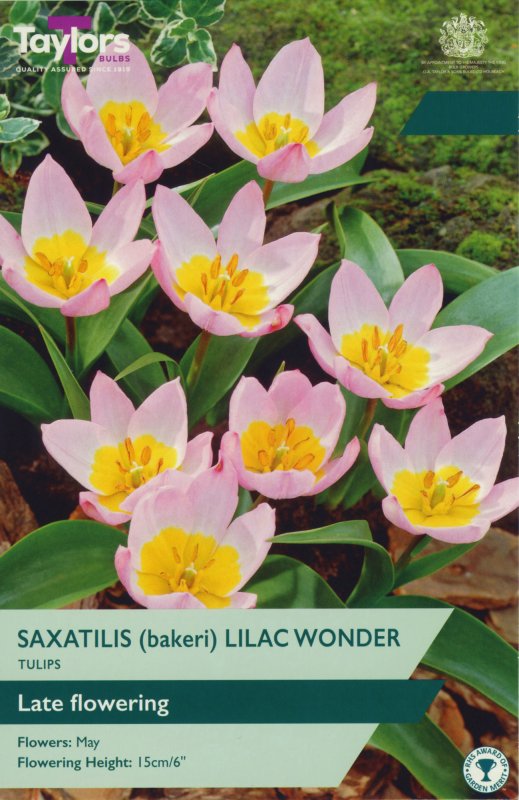TP545-Saxatilis