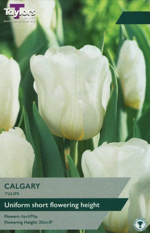 TP488 Calgary