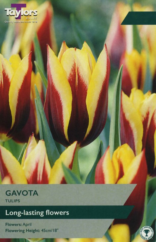 TP417 Gavota