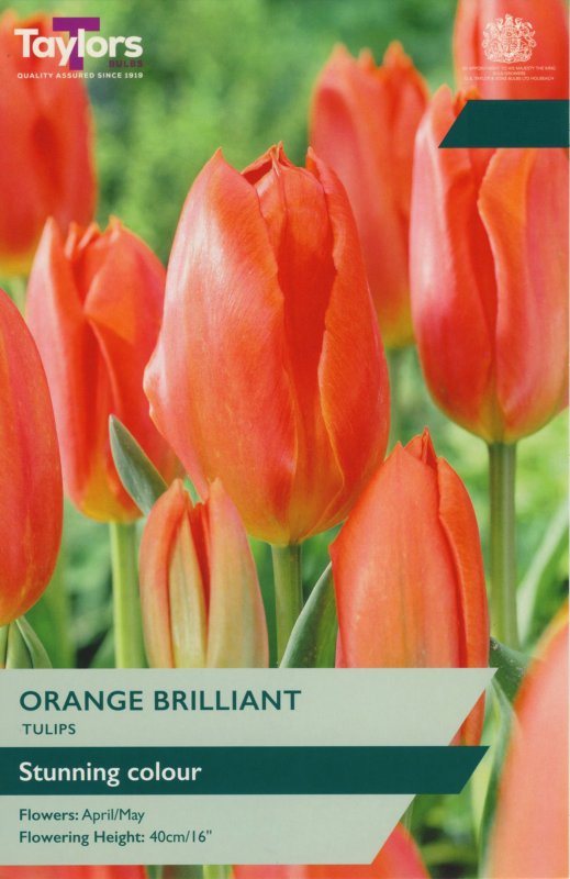 TP548-Orange-Brilliant