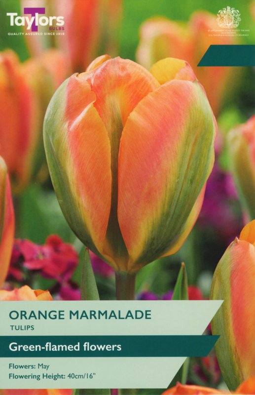 TP588-Orange-Marmalade