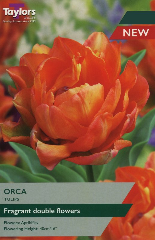 TP1261 Orca