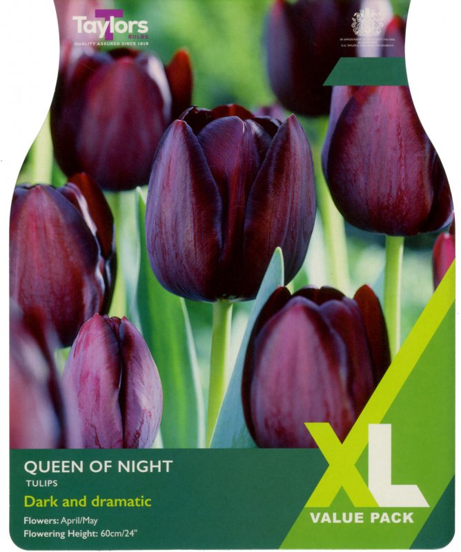 XL422-Queen-of-Night-scaled