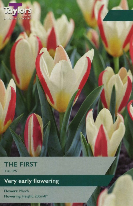 TP537 The First.jpeg
