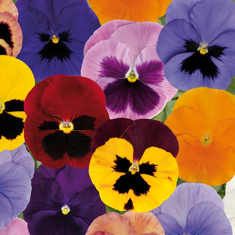 BEDDAUTUMNPansy Matrix Autumn Select MixedSQUARE