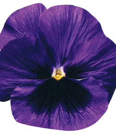 BEDAUTUMNPANSYBLUEWITHBLOTCHLARGE