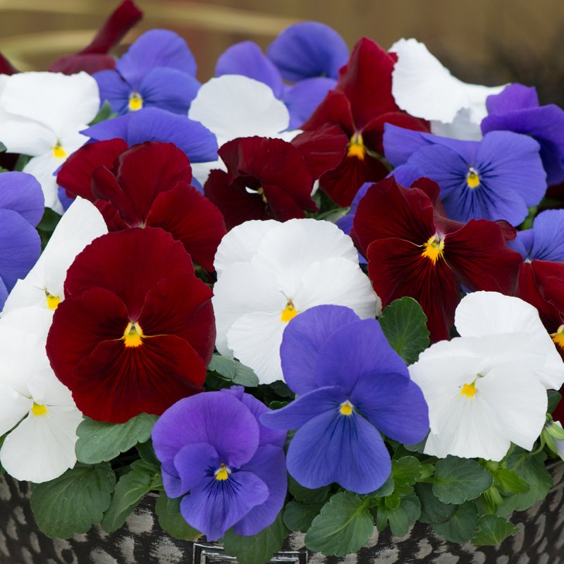 BEDDAUTUMNPansy Matrix Britannia MixedSQUARE