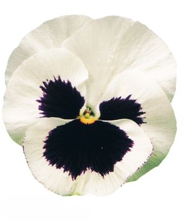 BEDAUTUMNPANSYWHITEWITHBLOTCHLARGE