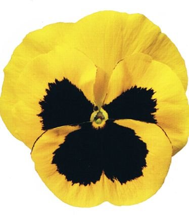 BEDAUTUMNPANSYYELLOWWITHBLOTCHLARGE