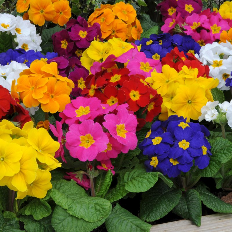 BEDDAUTUMNPolyanthus Piano MixedSQUARE