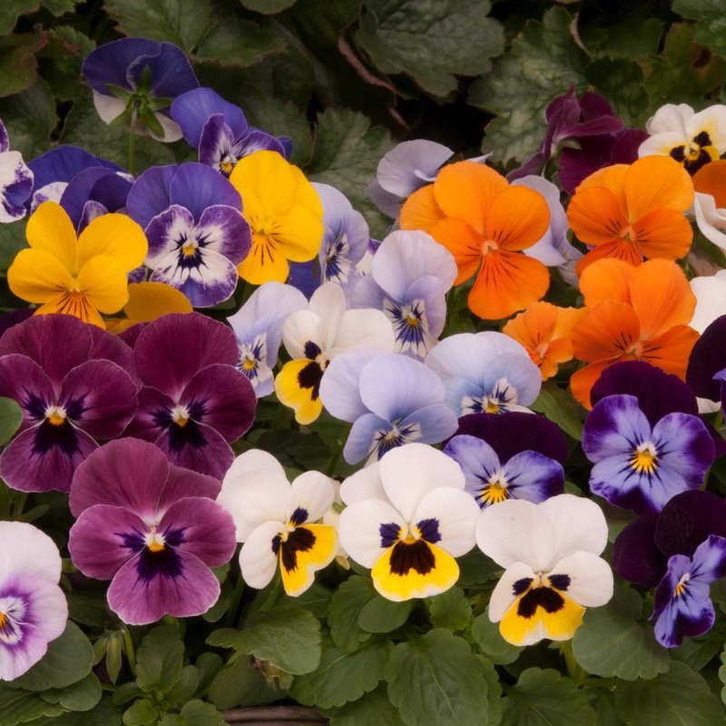 BEDDAUTUMNViola Sorbet Xp Autumn Select MixedSQUARE
