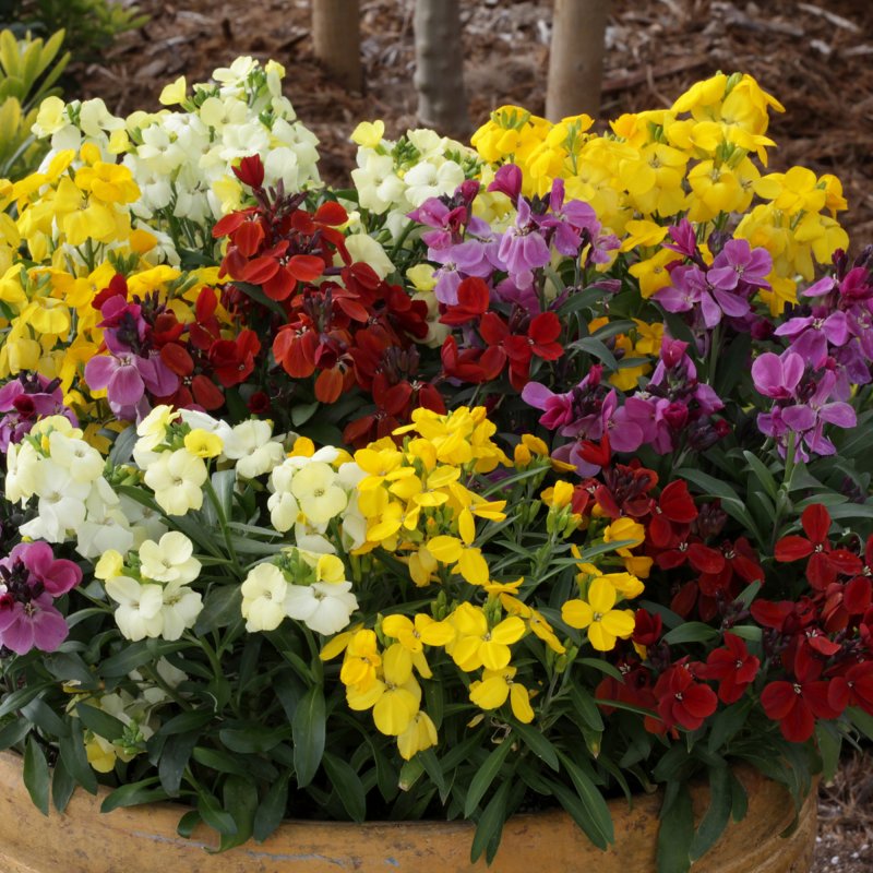BEDDAUTUMNWallflower Sugar Rush MixedSQUARE