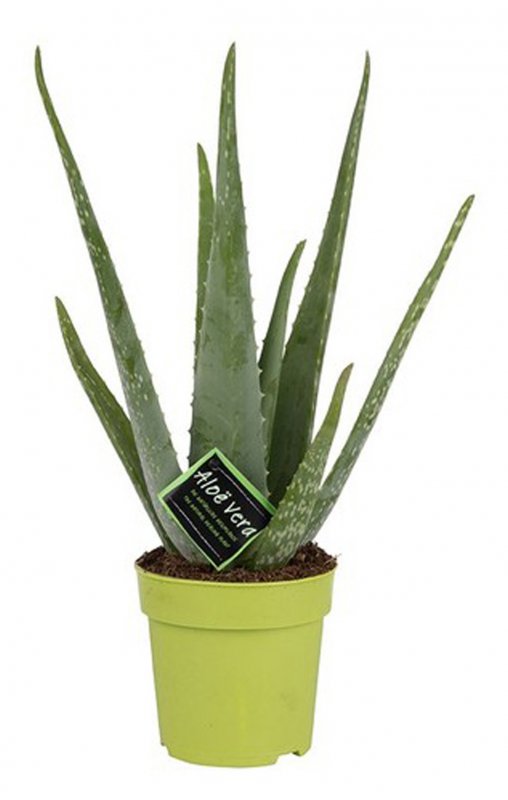 HOUSE Aloe Vera 17325