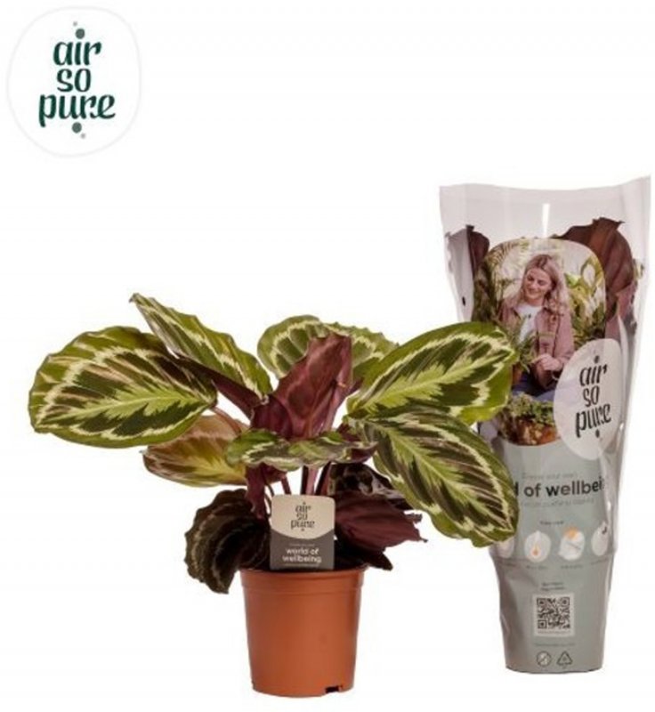 Houseplant-Calathea_Medallion_'Air_So_Pure'_14cm-409079